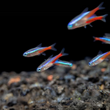 Neon Tetra | Planted Tank Fish | Single