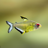 Lemon Tetra Fish | Single