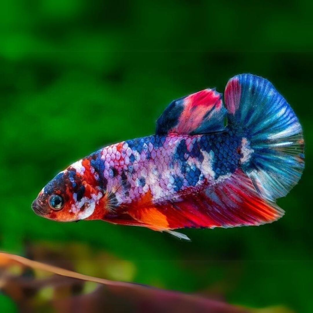Betta Koi Galaxy OHM Male cloningaquapets