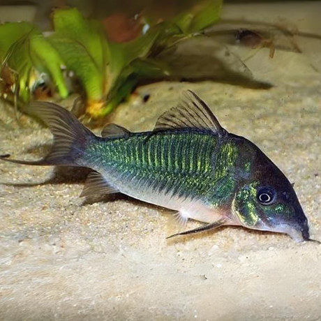 Live Fish Bottom Dweller Green Cory (Offer) | Single
