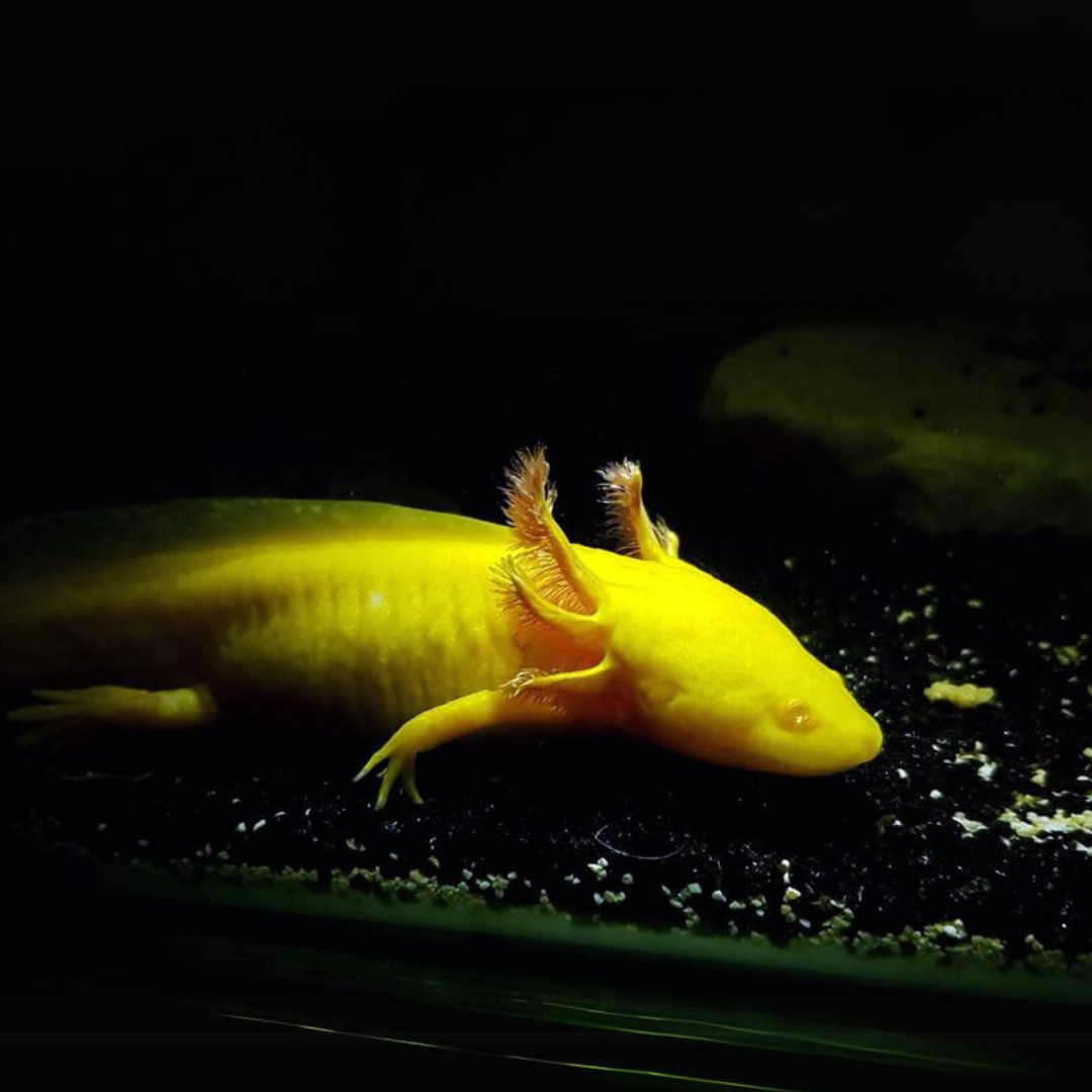 Axolotl Albino Golden (7-8 Inches) | Single