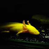 Axolotl Albino Golden (7-8 Inches) | Single