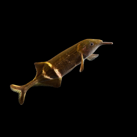 Live Fish Elephant Nose Fish (4-5 Inches) | Single