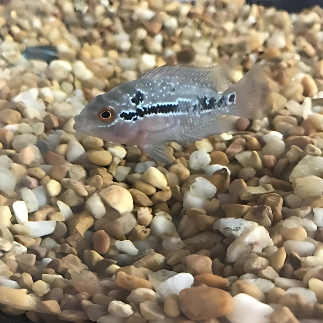 Flower Horn SRD 2 3 Cms Single cloningaquapets