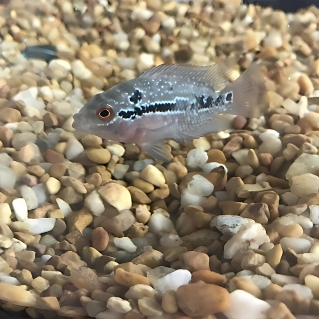 Flowerhorn live fish clearance