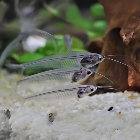 Live Fish Thailand Glass Catfish | Planted Tank Fish | Single