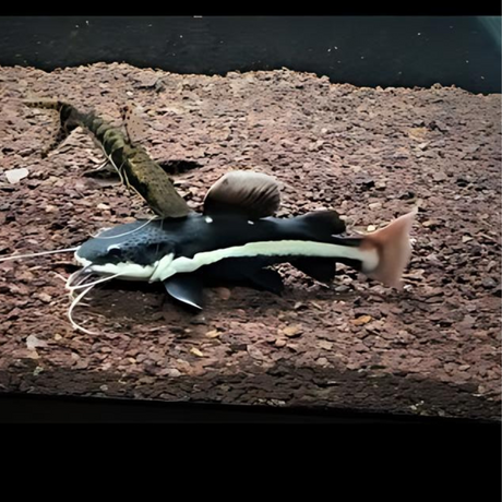 Live Fish Red Tail Cat (3-4 Inches) | Single