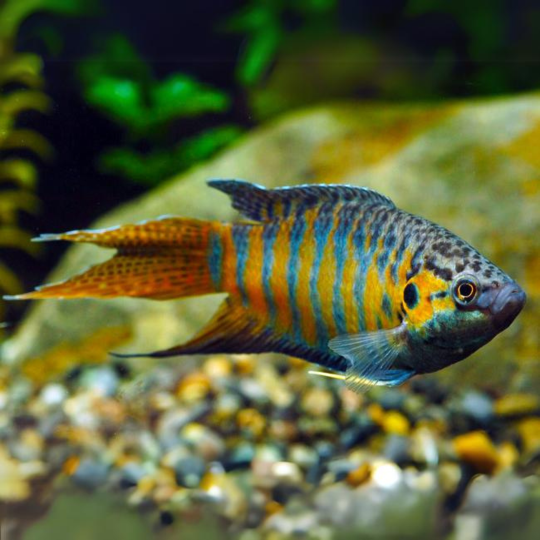 Paradise gourami care clearance