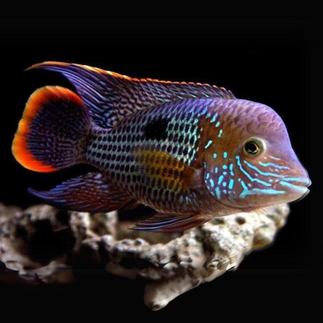 Green terror cichlid care deals