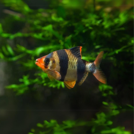 Live Fish Black Tiger Barb - Single