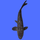 Fancy Shoragoi koi - Single