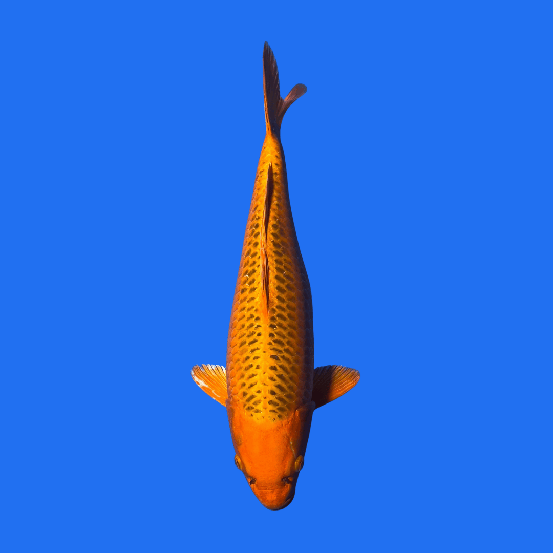 Fancy Kinkoi - Single
