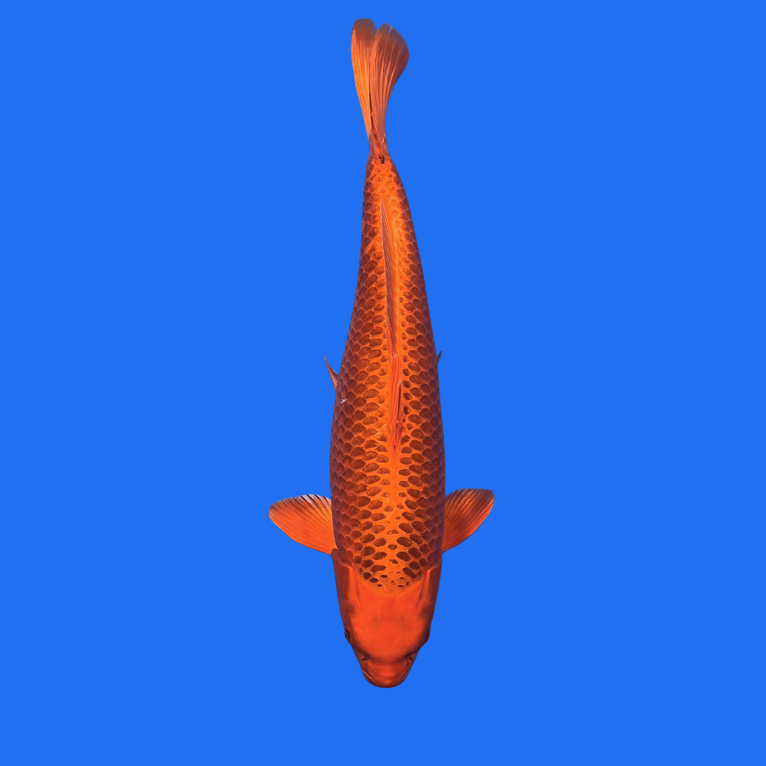 Fancy Kinkoi - Single