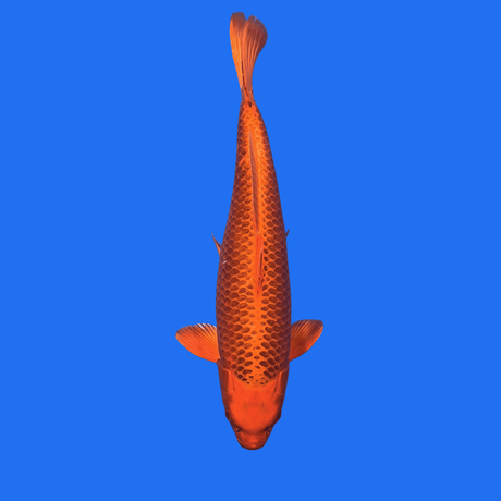 Fancy Kinkoi - Single