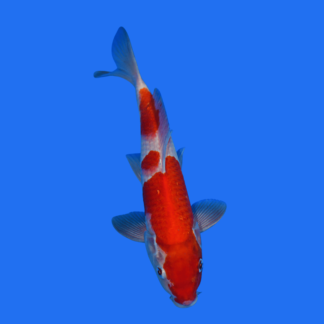 Fancy Kohaku koi - Single