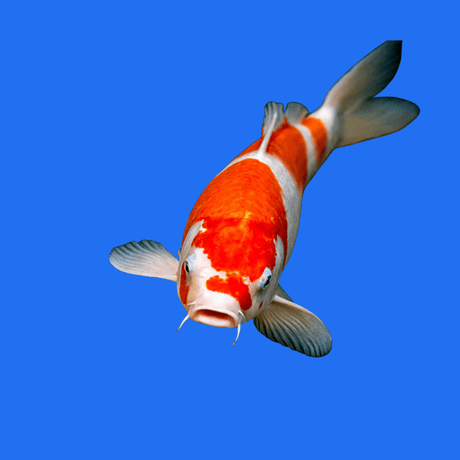 Fancy Kohaku koi - Single