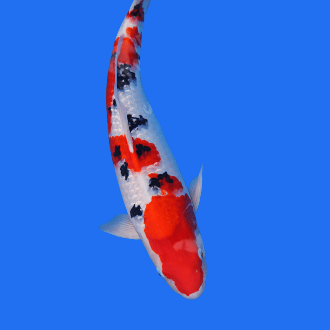 Fancy Sanke koi - Single