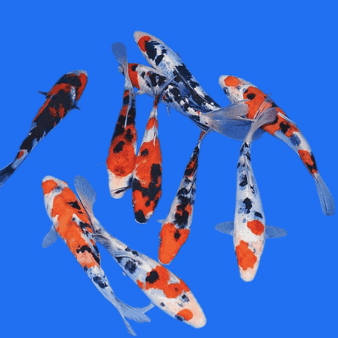 Fancy Sanke koi - Single