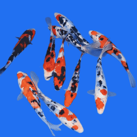 Fancy Sanke koi - Single