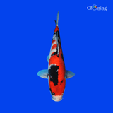 Fancy Showa koi - Single