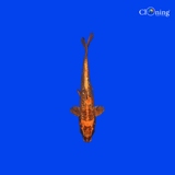 Fancy Ginrin Kawari - Single