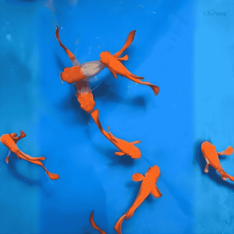 Live Fish Guppy Koi Red Ear