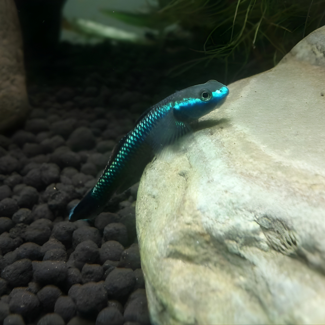Live Fish Neon Blue Goby - Single
