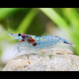 Live Fish Shrimp Blue Jelly | Single