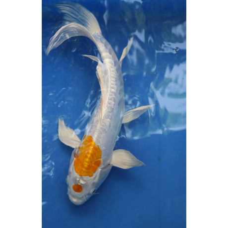 Live Fish Fancy koi Fish - Single
