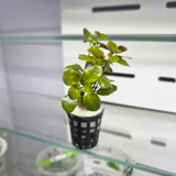 CAP Ludwigia Repens | Cup Live Plant