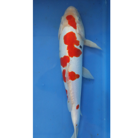 Live Fish Fancy koi Fish - Single