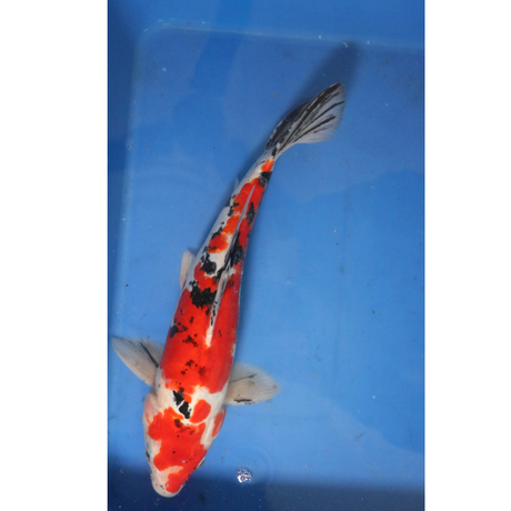 Live Fish Fancy koi Fish - Single