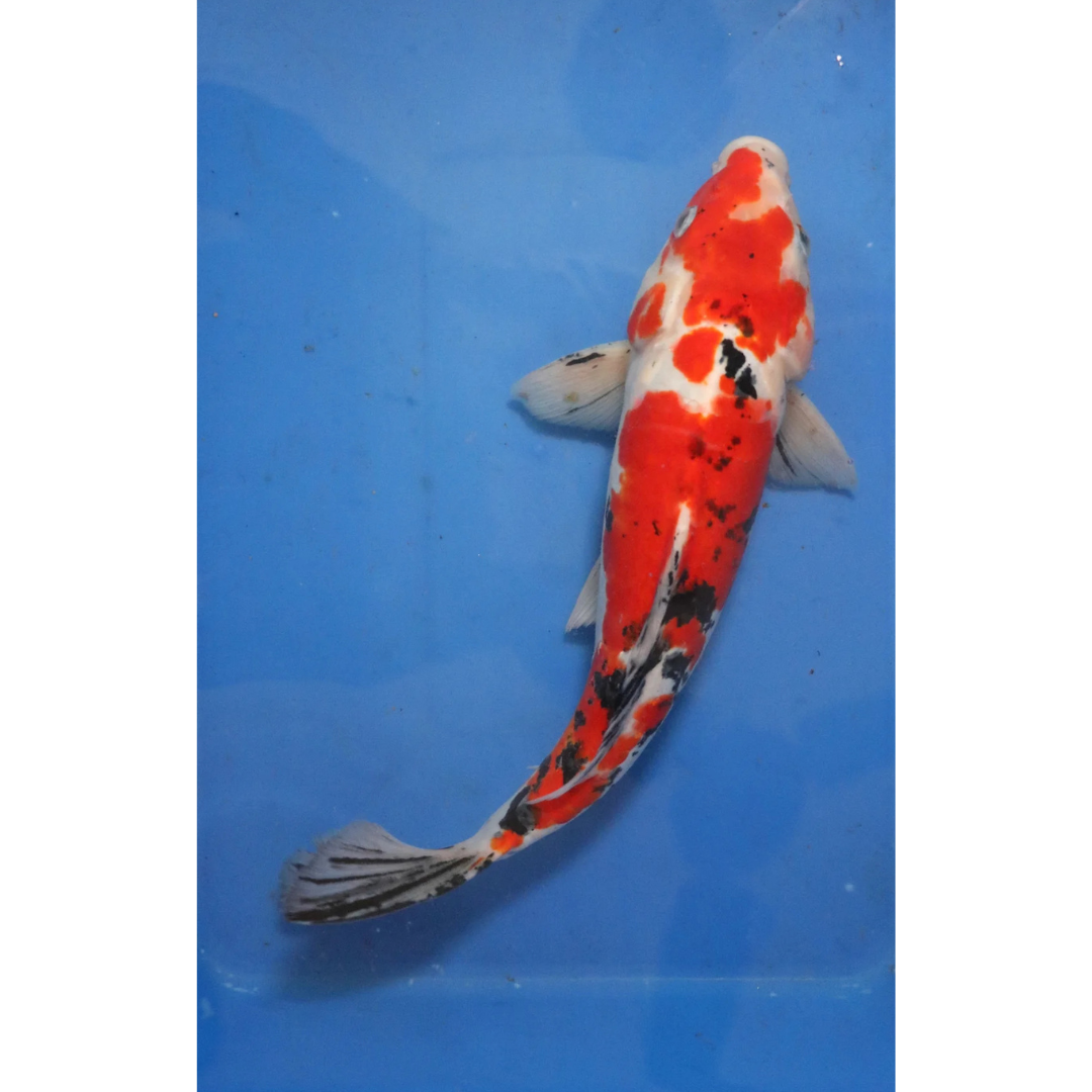 Live Fish Fancy koi Fish - Single