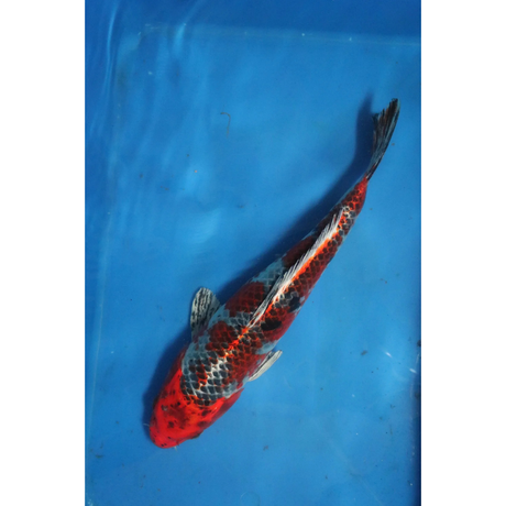 Live Fish Fancy koi Fish - Single