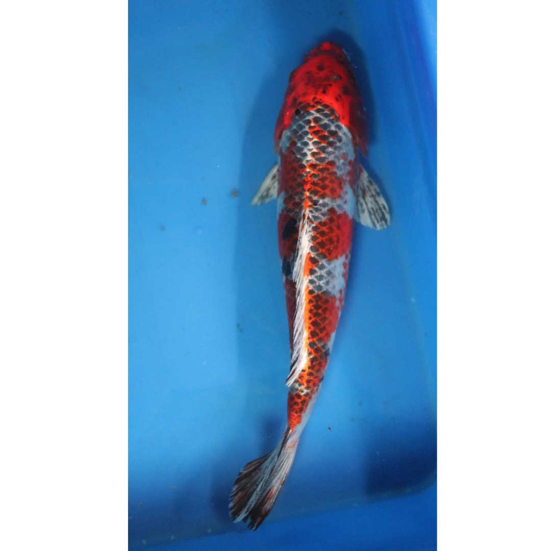 Live Fish Fancy koi Fish - Single