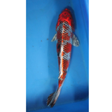 Live Fish Fancy koi Fish - Single