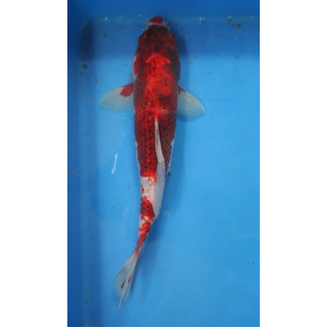 Live Fish Fancy koi Fish - Single