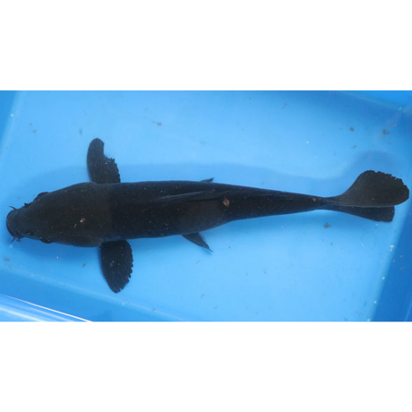 Live Fish Fancy koi Fish - Single