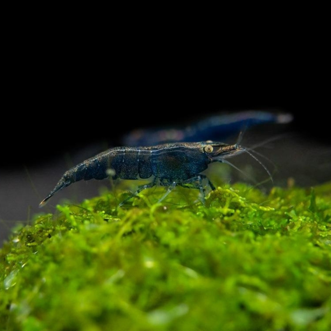 Shrimp Blue Diamond | Single