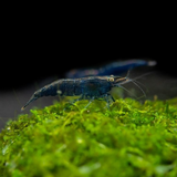Shrimp Blue Diamond | Single
