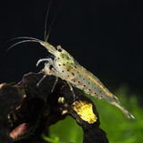 Shrimp Amano Aka Yamato | Single