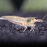 Shrimp Amano Aka Yamato | Single