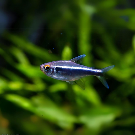 Live Fish Black Neon Tetra | Planted Tank Fish | Single