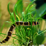 Bottom Dweller Kuhli Loach | Single