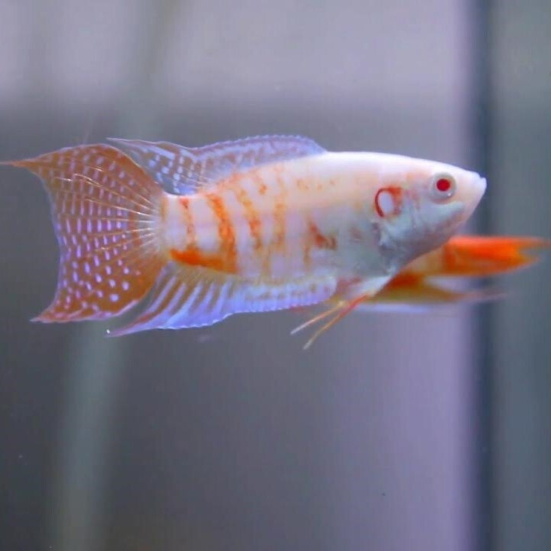 Albino Paradise Gourami (3-3.5 Cms) | Single
