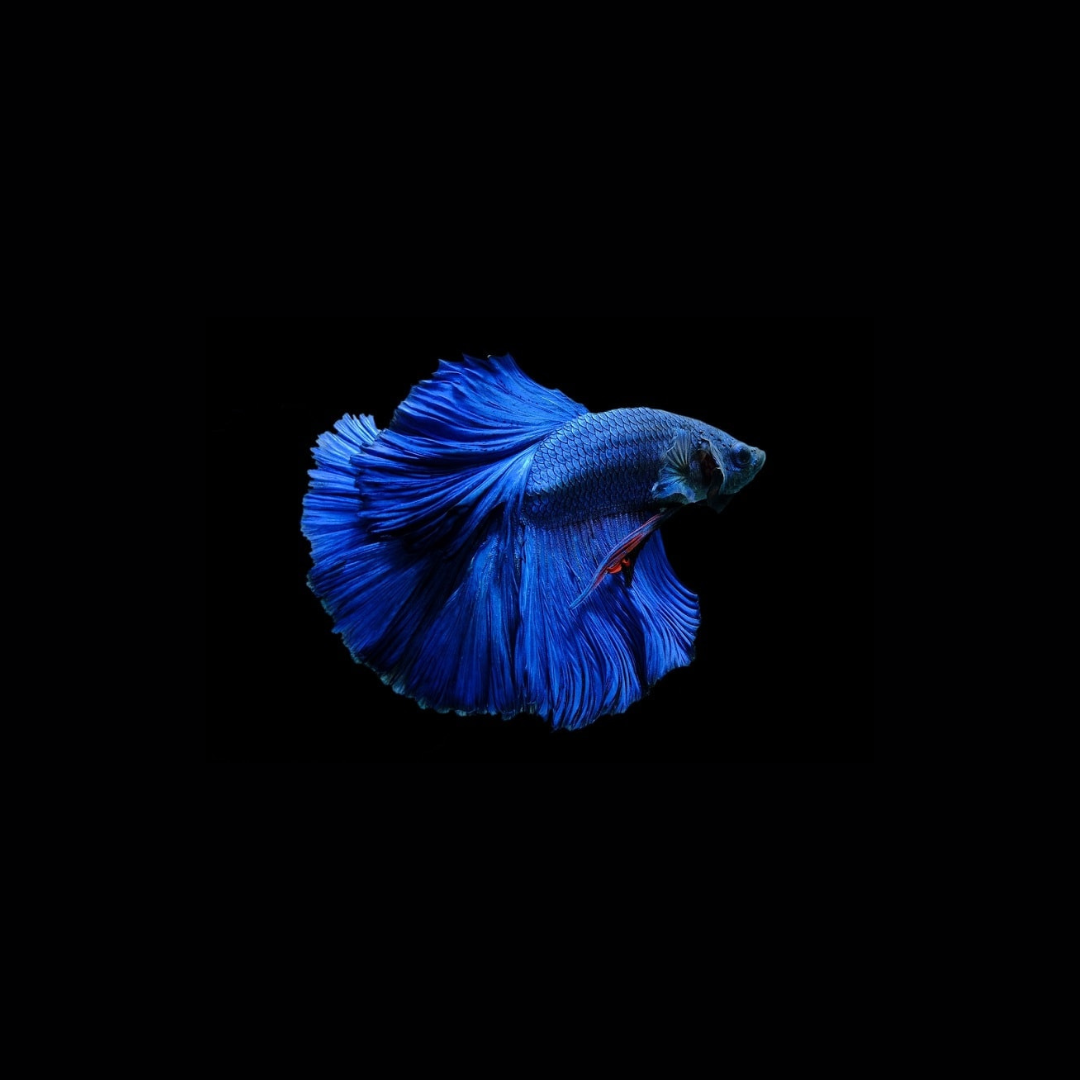 Betta Blue Color OHM | Male