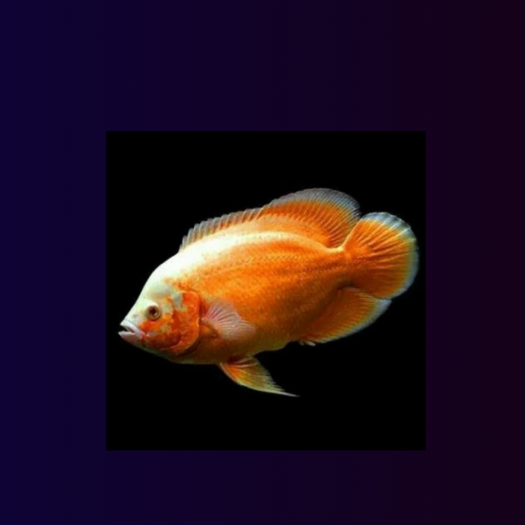 Oscar Albino Copper (2.5-3 Inches) | Single