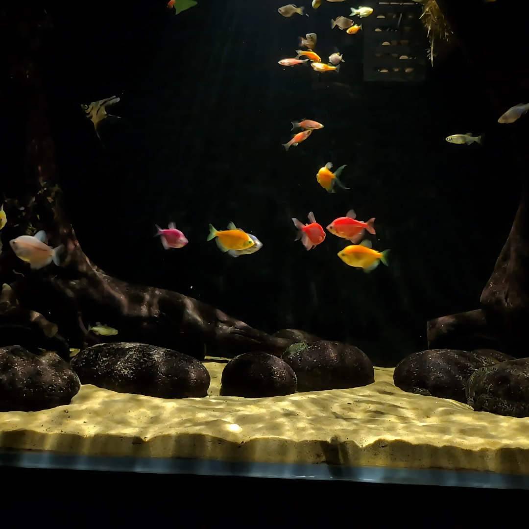 CHIHIROS Z Light Tiny - Advanced Zoomable Aquarium Light