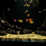 CHIHIROS Z Light Tiny - Advanced Zoomable Aquarium Light
