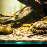 CHIHIROS Z Light Tiny - Advanced Zoomable Aquarium Light